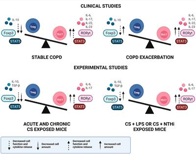 Th17/Treg Imbalance in Chronic Obstructive Pulmonary Disease: Clinical and Experimental Evidence